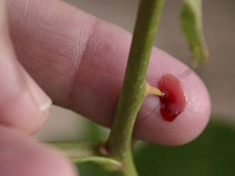 thorn