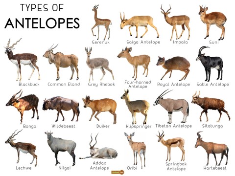 antelope