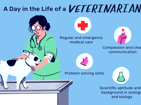 veterinarian