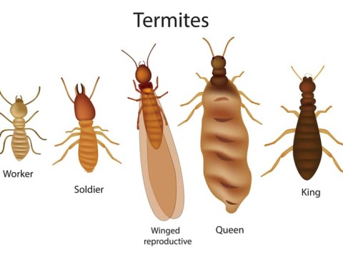termite