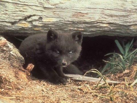 cub