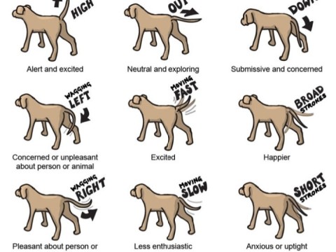 wag