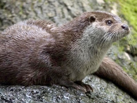 otter