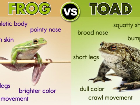 toad