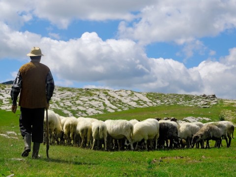 grazing