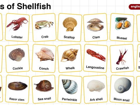 shellfish