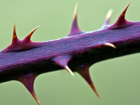 thorny