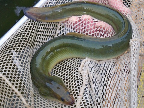 eel