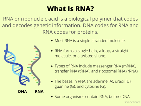 RNA
