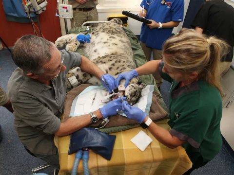 veterinary