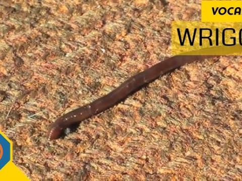 wriggle