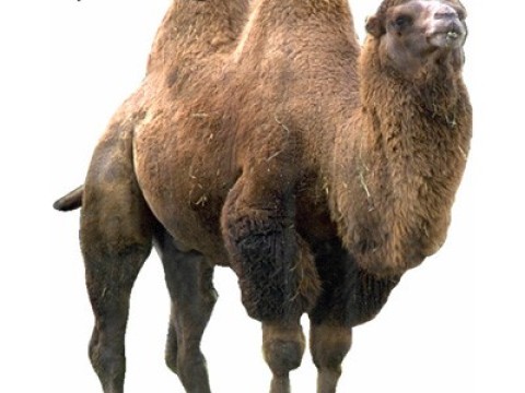 hump