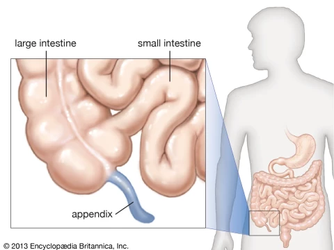 appendix