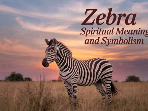 zebra
