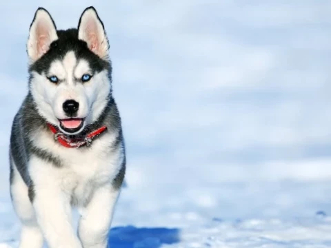 husky