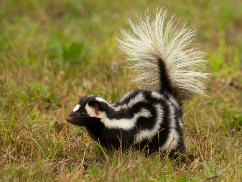 skunk