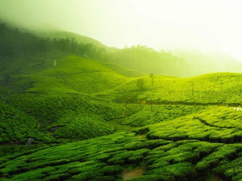 greenery