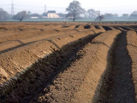 furrow