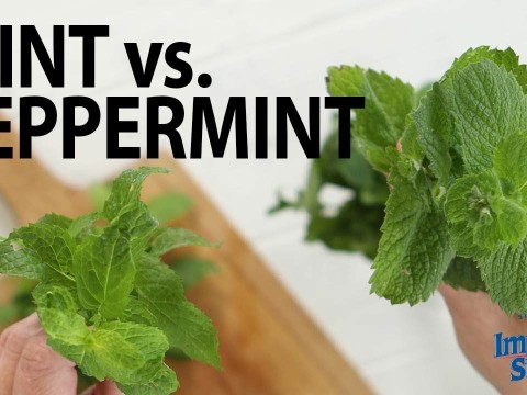 peppermint