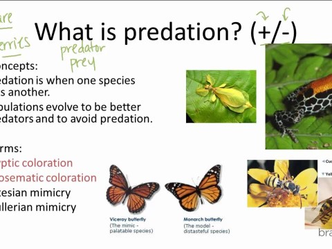 predation