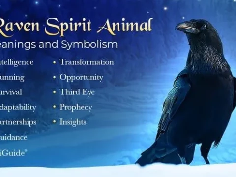 raven