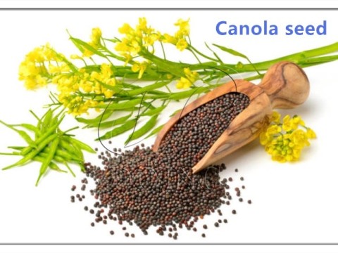 canola