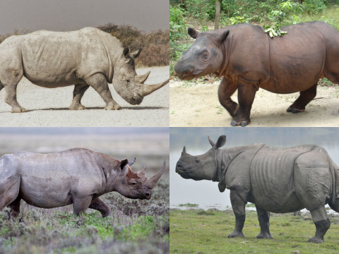rhino