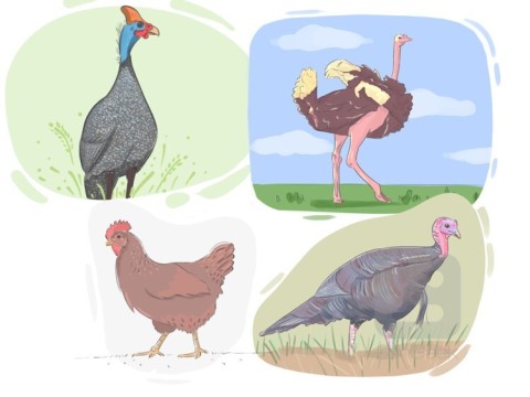 fowl
