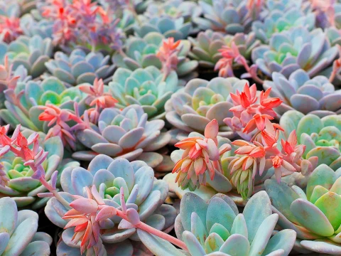 succulent
