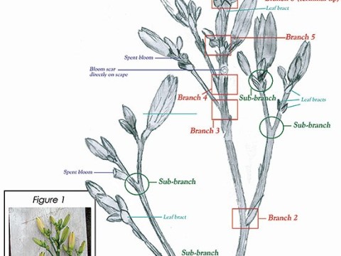 branching