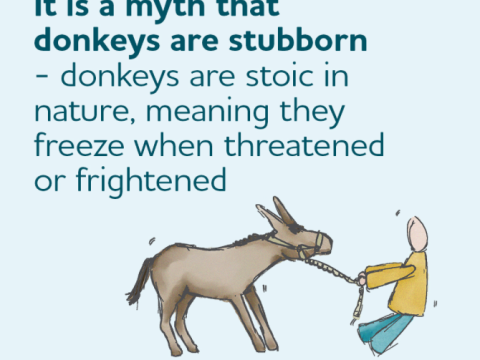 stubbornness