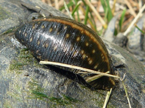 leech