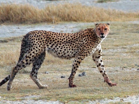 cheetah
