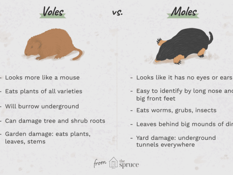 vole