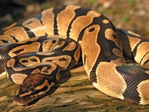 python