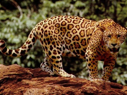 jaguar