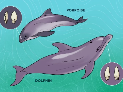porpoise