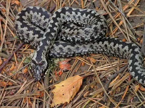 adder