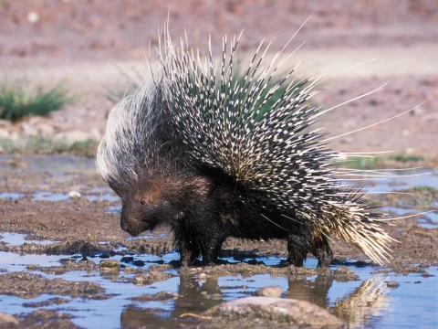 porcupine