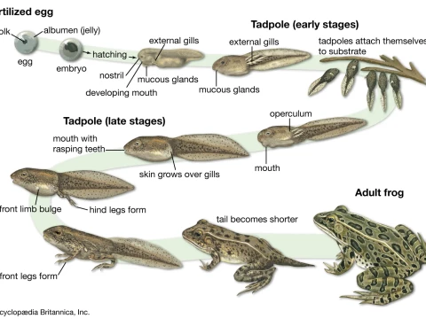 tadpole
