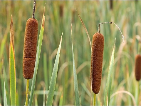 bulrush