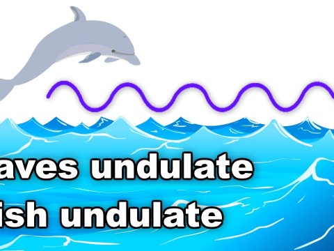undulate