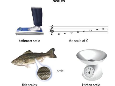 scale