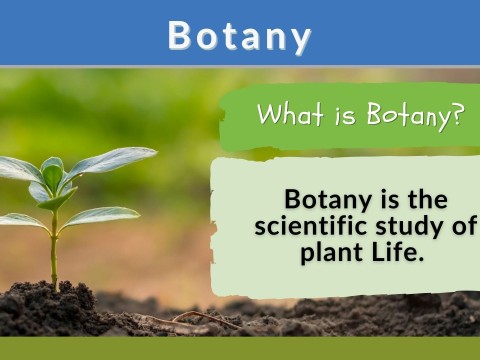 botany