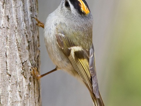 kinglet