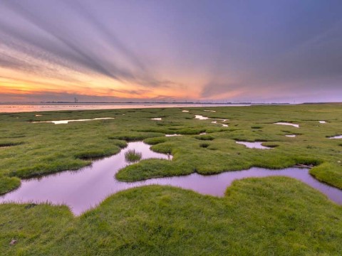 marshy