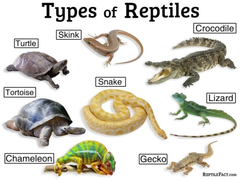 reptilian