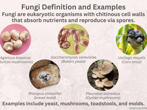 fungi