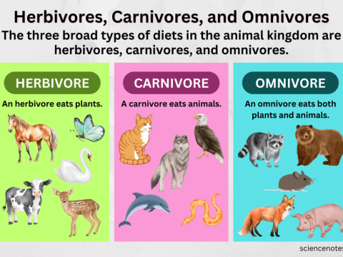 herbivore