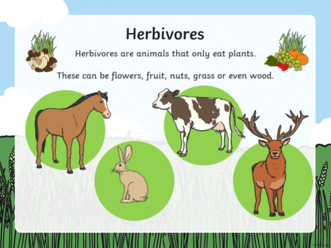 herbivorous
